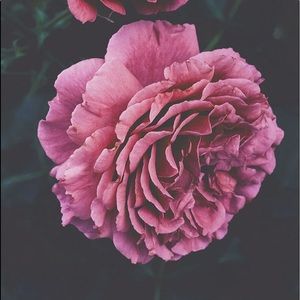 Meet your Posher, Sasha